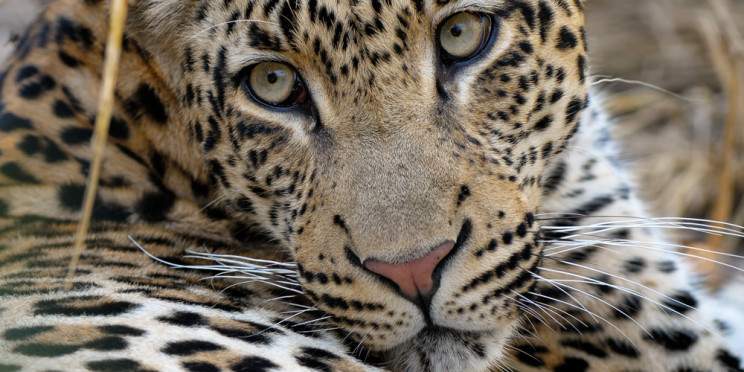 6-Day Luxury Sabi Sands Reserve & Victoria Falls Safari