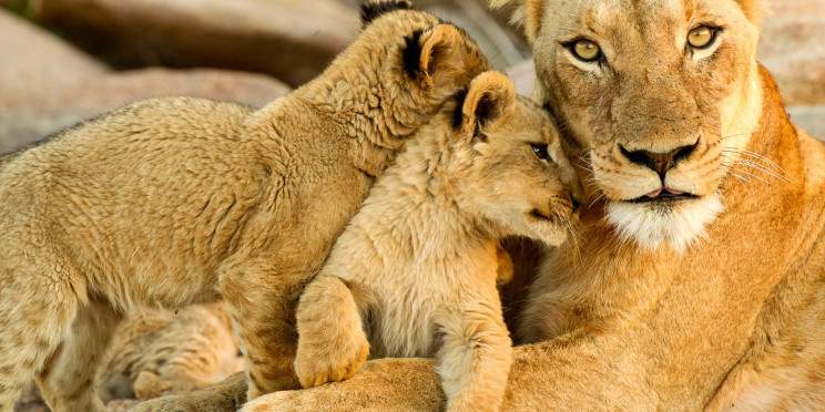 6-Day Sabi Sand & Kruger Park Safari