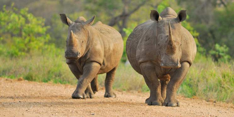 7-Day Sabi Sand & Timbavati Luxury Kruger Safari