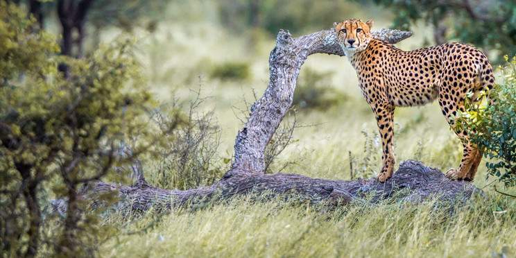 7-Day Big 5 Walking Safari South Africa