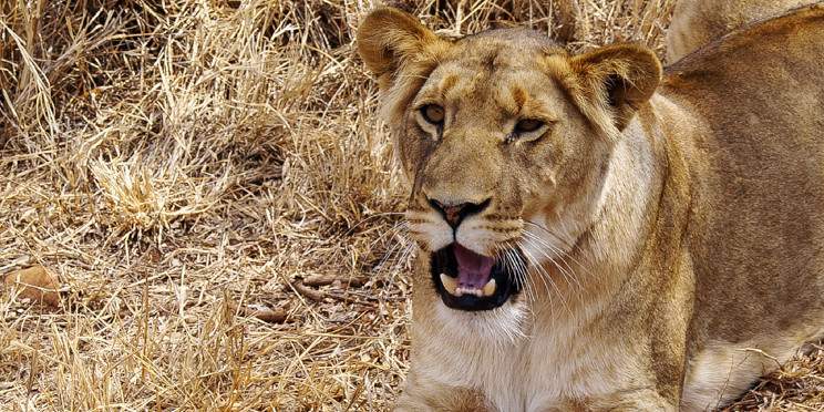 3-Day Kruger Big Five Safari from Johannesburg