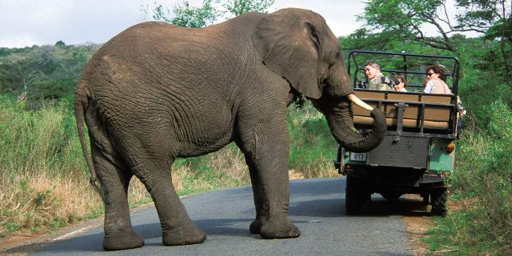 4-Day Kruger Safari in an En-Suite Tented Camp