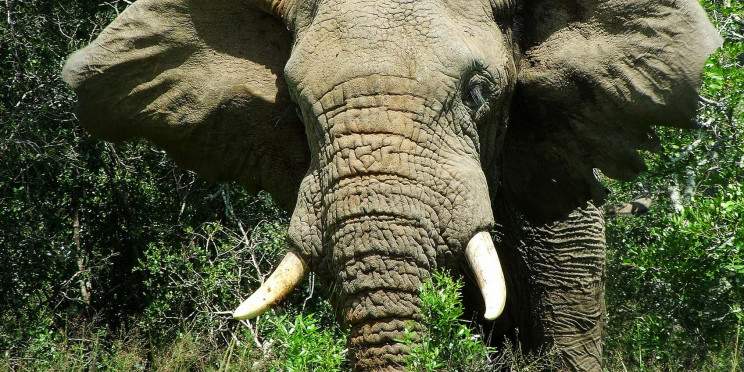 2-Day Big 5 Fly-in African Safari from Cape Town