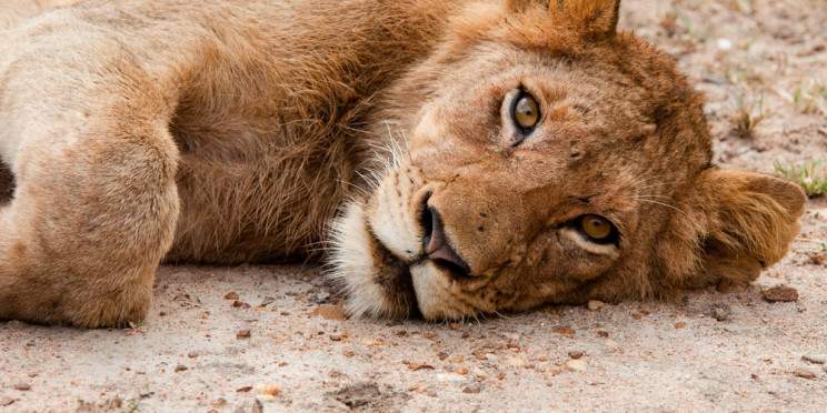 4-Day Private Game Reserve & Kruger National Park Safari