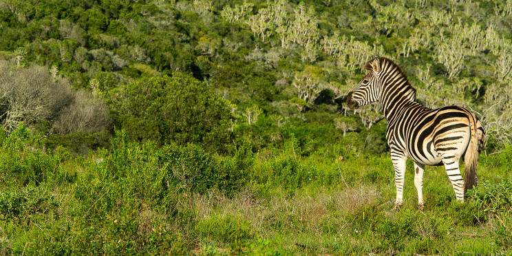 3-Day Kruger Adventure Safari