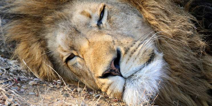 10-Day Kruger, Victoria Falls & Cape Town Comfort Tour
