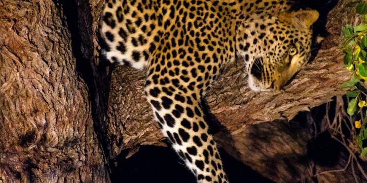 1-Day Kruger Safari at Sunset - Chase Big Five at Dusk