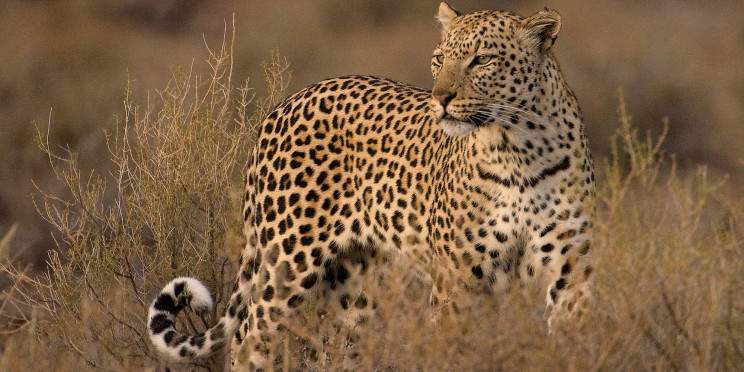 7-Day The Best of Botswana