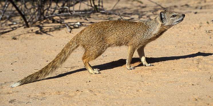 5-Day Kgalagadi Guided Self-Drive Mid Range Tour