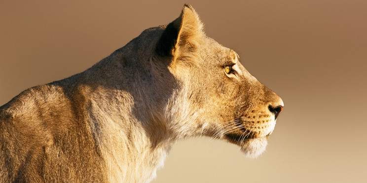 4-Day Kruger Budget Camping Safari