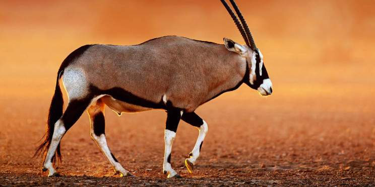 8-Day Kalahari Guided Self-Drive Mid Range Tour