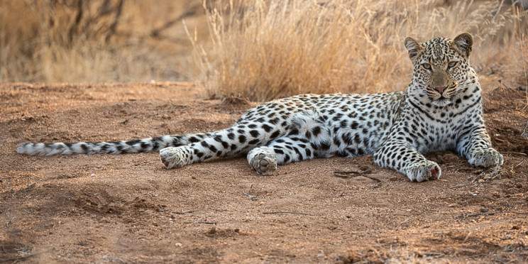 4-Day Sabi Sand or Greater Kruger Lodge Safari