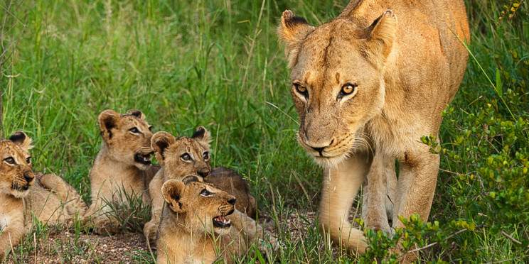 4-Day Sabi Sand Safari at Umkumbe Bush Lodge