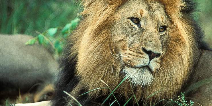 2-Day Budget Greater Kruger Camping Safari