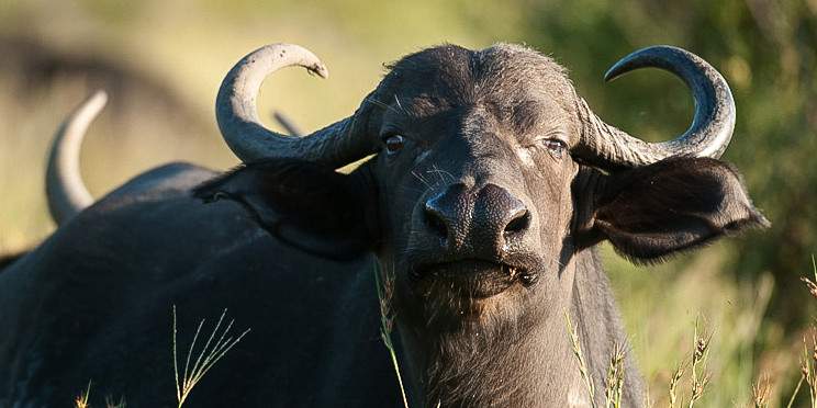 1-Day Kruger Wildlife Expedition from Hoedspruit