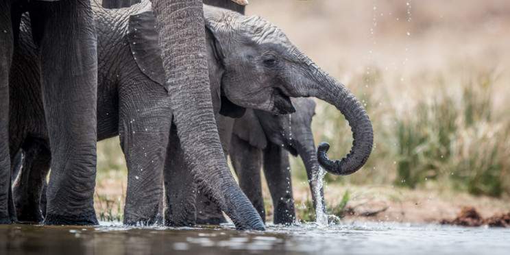 1-Day (1 to 3 Guests) Pilanesberg Private Sunrise Safari