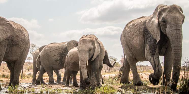 3-Day Budget Kruger Safari from Cape Town