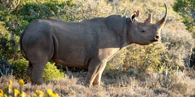 3-Day Nkambeni Camp Tented Kruger Safari
