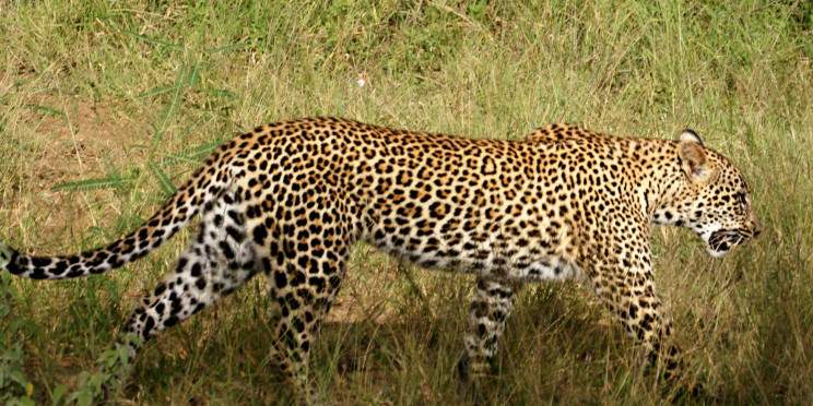 4-Day Greater Kruger Safari with Bateleur Safari Camp