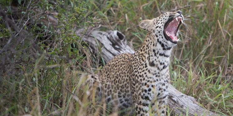 6-Day Unforgettable South African Safari Experience