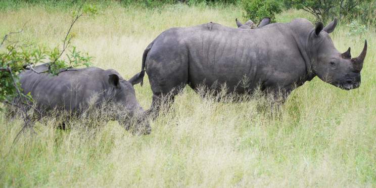 4-Day Greater Kruger Safari with Xanatseni