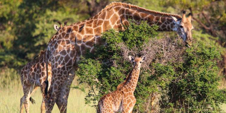 2-Day Luxury Safari at Ivory Tree Game Lodge