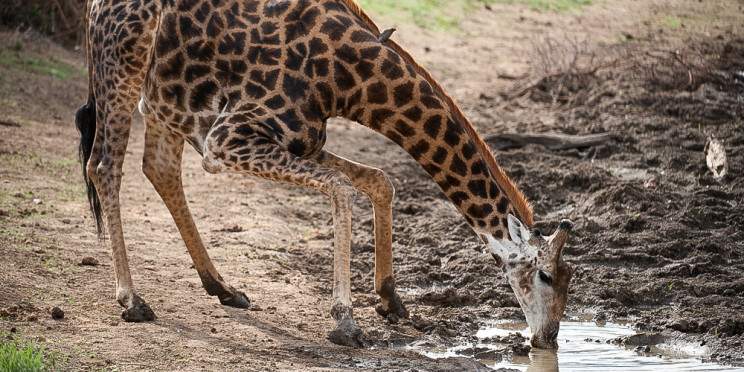 10-Day Kruger Safari, Vic Falls and Cape Town Highlights