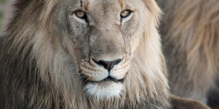 2-Day Overnight Safari at Dinokeng Game Reserve