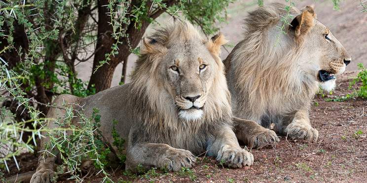 5-Day Malaria-Free Madikwe Safari