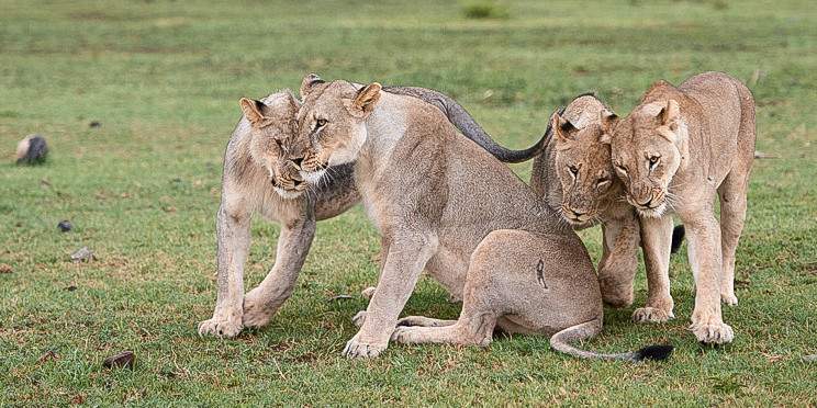 5-Day Sabi Sand or Greater Kruger Lodge/Glamping Safari