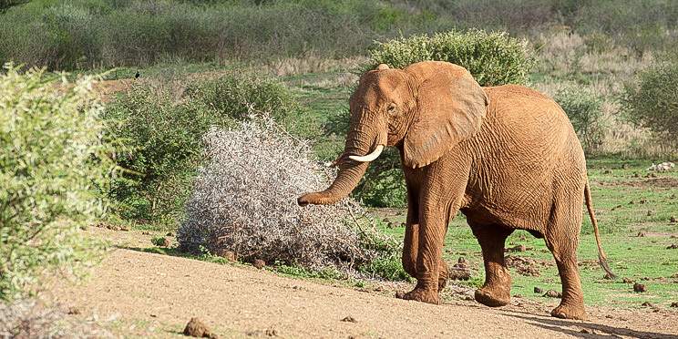 3-Day Pilanesberg Big Five Bush Adventure