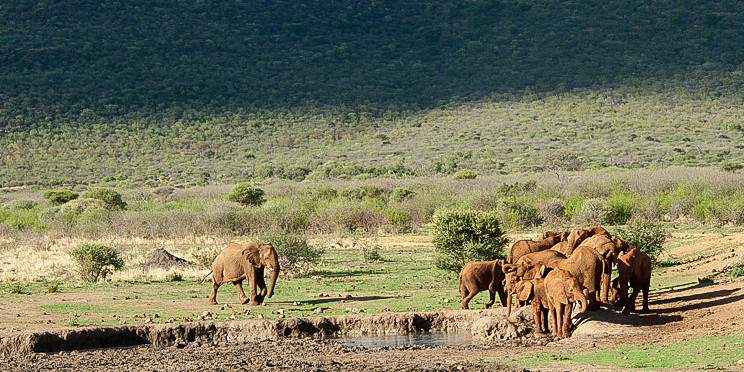 4-Day Adventure – Madikwe Wildlife Safari