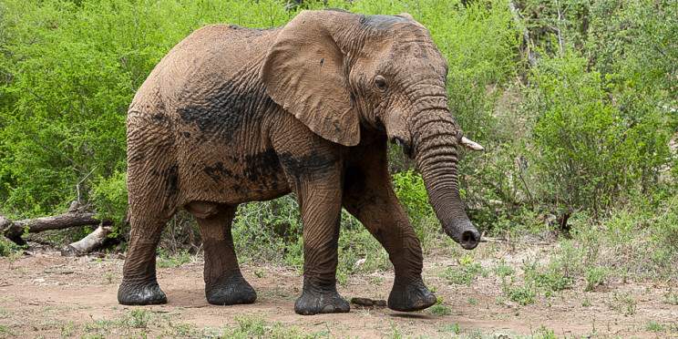 4-Day Malaria-Free Fly-in Safari Adventure