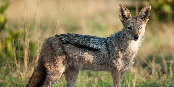1-Day Full Game Drive Safari at Dinokeng Game Reserve