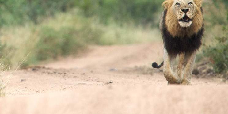 4-Day Eastern Cape Safari with Kariega Main Lodge