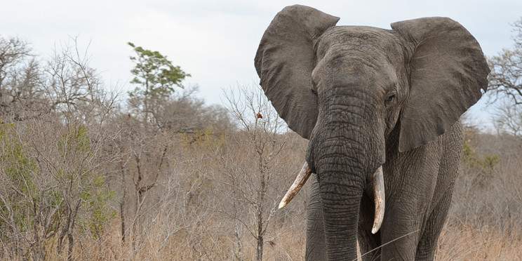 5-Day Kruger Park and Manyeleti Reserve Bongan Lodge