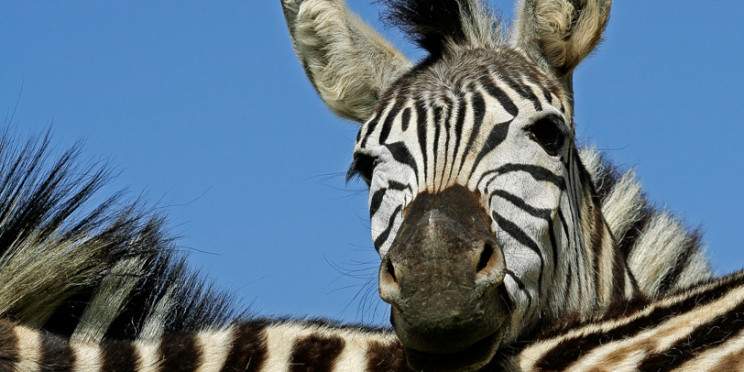 4-Day Sabi Sand Safari with Umkumbe Safari Lodge