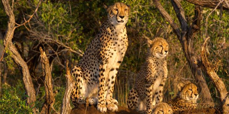 3-Day Panorama Route & Kruger Safari from Johannesburg
