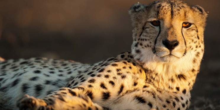 2-Day Luxury Pilanesberg Private Lodge Safari