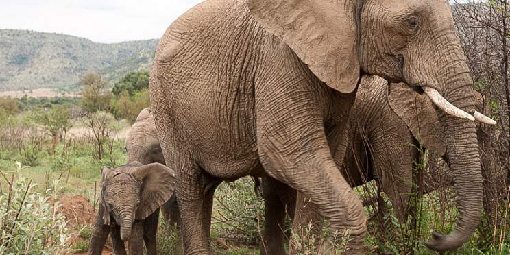 2-Day Mid-Range Classic Safari – Kwa Maritane