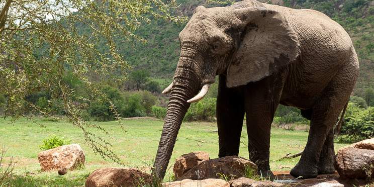 4-Day Timbavati Safari with Kambaku Safari Lodge