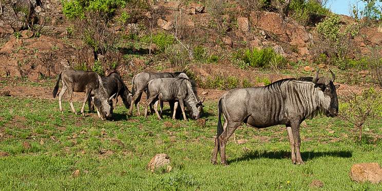 2-Day Wildlife Safari at Pilanesberg