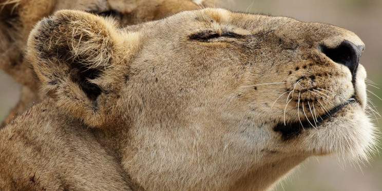 3-Day Kruger South - Aha Buffalo Rock Safari Camp