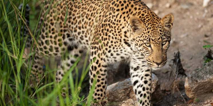 5-Day Kruger Park and Private Game Reserve Experience