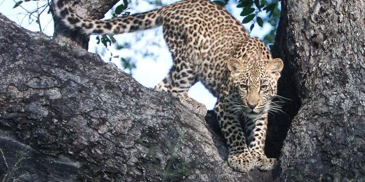 3-Day Midrange Kruger Tented Safari & 2 Sabi Sand Drives