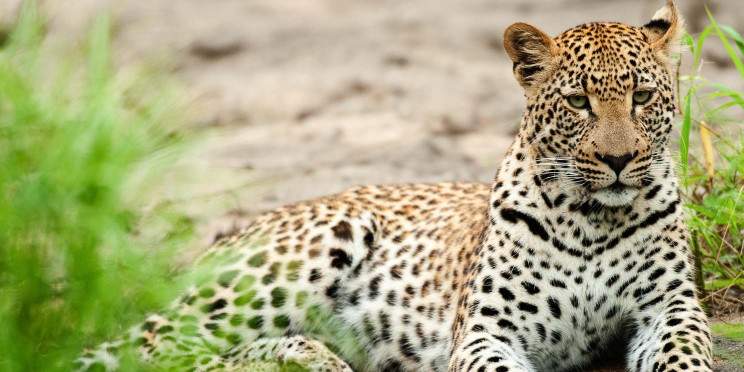 5-Day Sabi Sands and Timbavati All Inclusive Safari