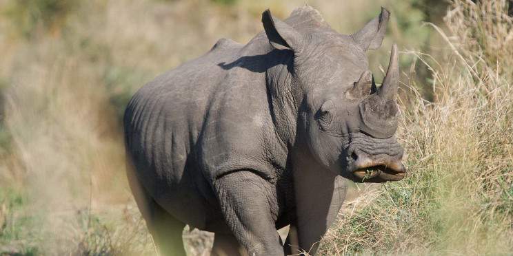 3-Day Pilanesberg Camping & Big Five Adventure