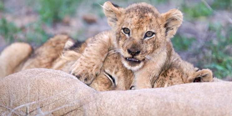 4-Day Sabi Sand Reserve Luxury Safari, Greater Kruger