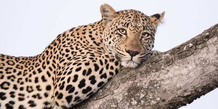 2-Day Kruger Safari from Johannesburg