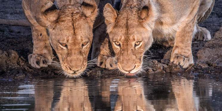 4-Day Big Five Safari in Mala Mala